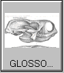 Glossoterium