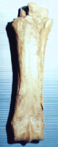 Dedo de Onohippidion