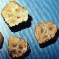 Placas de Glyptodóntido