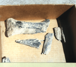 Restos en proceso de desintegracin