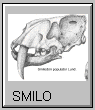 Smilodonte